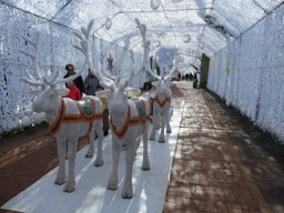 すっかりクリスマス気分。