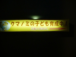 クマノミコーナー