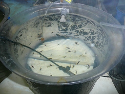 稚魚