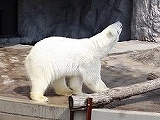 ホワイトベアー
