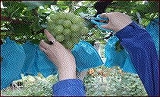 つぶぞろい③