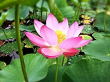 裏蓮華