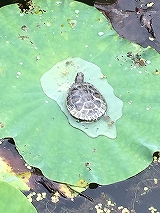 カメェ！