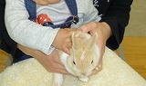 ウサギ