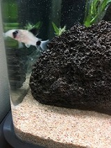 白い魚