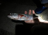 夜釣り1