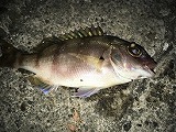 夜釣り2