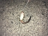夜釣り3