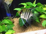 シマ魚