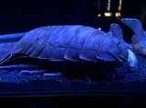 ダイオウグソクムシ