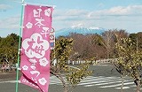 梅まつり