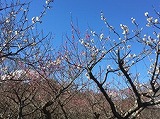 日本平ハイク2
