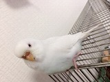 インコ1