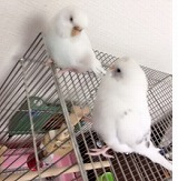 インコ2