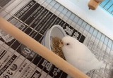 インコ3