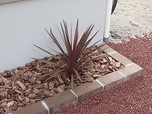 玄関に植木1