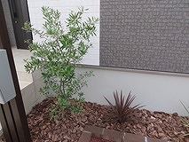 玄関に植木3