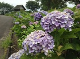 蓮華寺池公園1